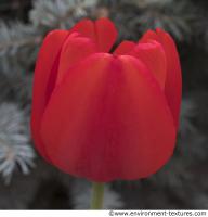 flower tulip 0002